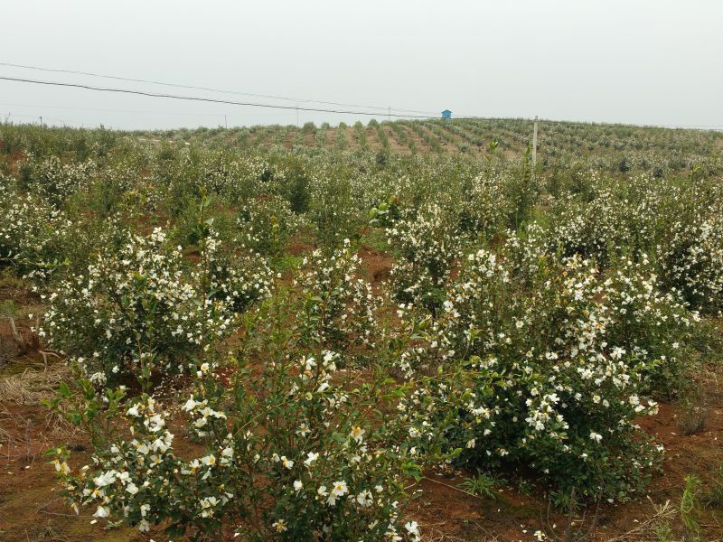 孟冬的油茶花，素裹群山嬌艷